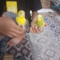 مرغ عشق