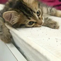 خر گربه