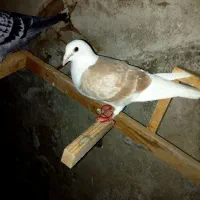 مجسمه ماده