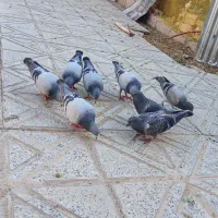 فروش کبوتر