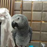 کاسکو سخنگو