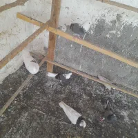 کفتر کبوتر استفاده