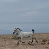 مادیون ترکی سواری دار