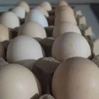 تخم مرغ محلی