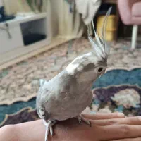 عروس هلندی