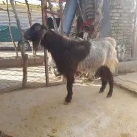 ساورین بز نر دو قلو زا نژاد دار