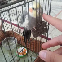 عروس هلندی نر مست