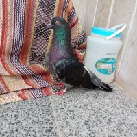 کبوتر حرمی جفت
