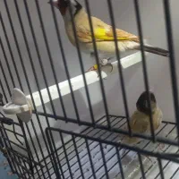 سهره وارداتی