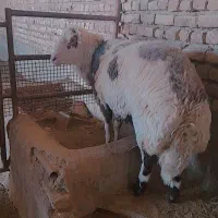 قوچ پلنگی