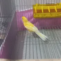 قناری نر تازه نفس
