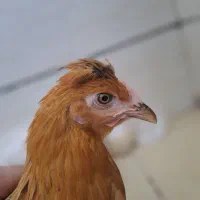 مرغ رنگ خاص