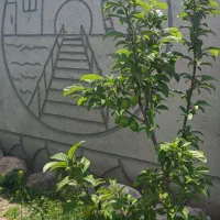 باغ در باغ معروف 620 متر برِ کوی آبرسان