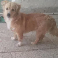 سگ پاکوتاه