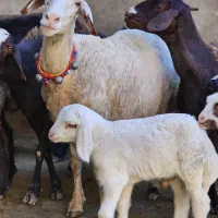 میش و بره