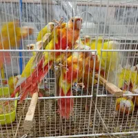 طوطی گرینچیک و ردچیک و یلوساید