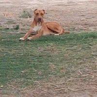 سگ ماده