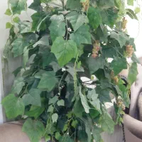 درختچه مصنوعی انگور