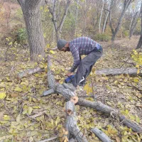 خرید چوب  درخت باغ  همه رقم
