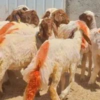 میش کاوور بره خوشکل