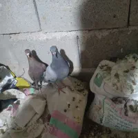 پلاکی دو خط