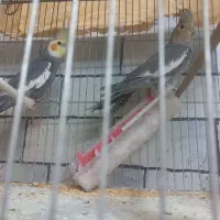 جفت عروس هلندی مولد