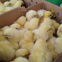 جوجه یک روزه گوشتی