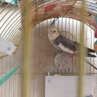 عروس هلندی