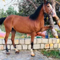 اسب|اسب و تجهیزات اسب‌سواری|سنندج, |دیوار