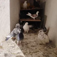 کبوتر