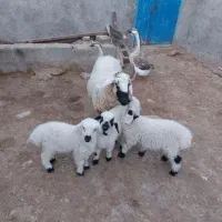 میش بره
