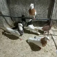 دو جفت طوقی سینه سیاه دم سفید