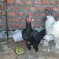 مرغ و خروس