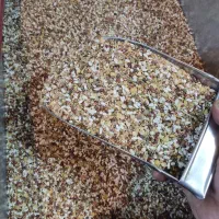 خوراک پرنده گندم و ارزن و مخلوط کبوتر