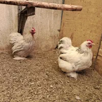 مرغ و خروس کوشین
