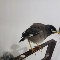 جوجه مینا دستی