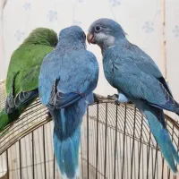راهب ابی و سبز