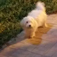 سگ خونگی|سگ|قم, پردیسان|دیوار