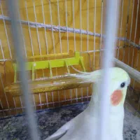 عروس هلندی نر لوتینو دستی