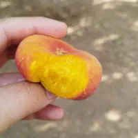هلو|خوردنی و آشامیدنی|زالیان, |دیوار