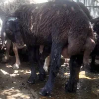 بره قوچ افشار