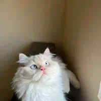 گربه برای جفت گیری