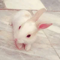 خرگوش نازنازی
