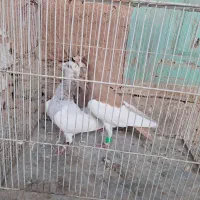 دم سفید یهودی