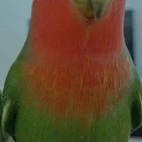 طوطی برزیلی نر