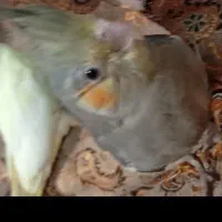 عروس هلندی