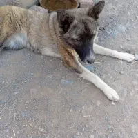 توله هاسکی گوش تیز