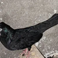کوت عبدالله شریعتی ۱
