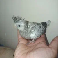 جوجه عروس سرلاکی