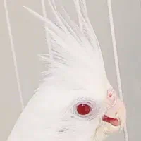 عروس هلندی ماده استثنایی چشم شرابی